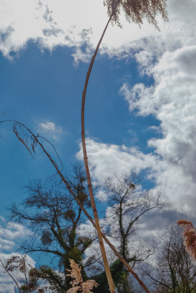 Thin trees looking up to blue sky with clouds