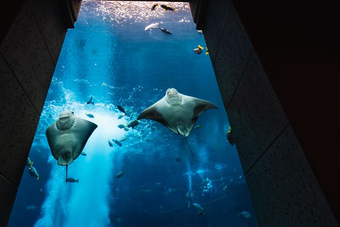 Various fish in large aquarium