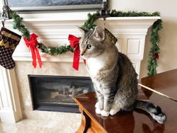 Xmas kitty on piano