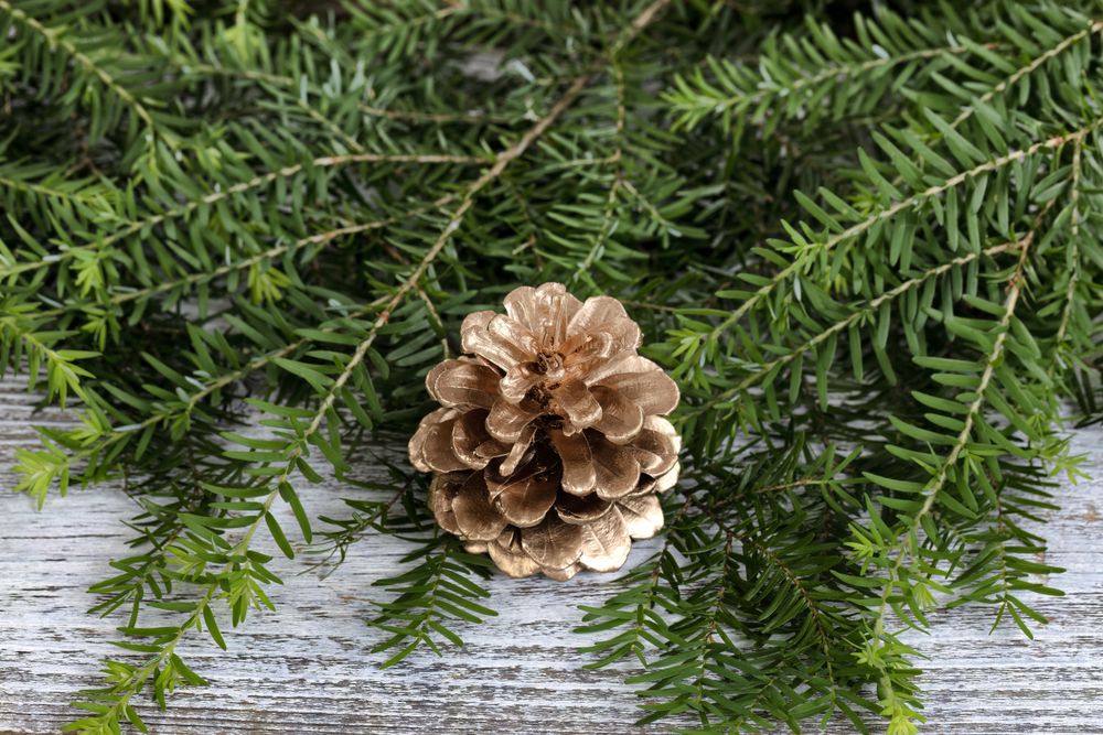 Close up of a gold pinecone ornament with real fir branches on rustic wood for the Christmas or New Year holiday background