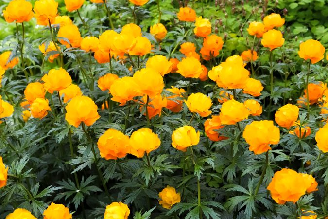 Field of yellow flowers with green leaves