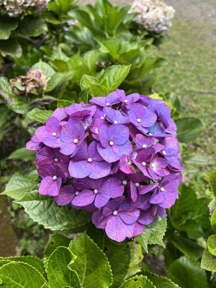 Purple Flowers