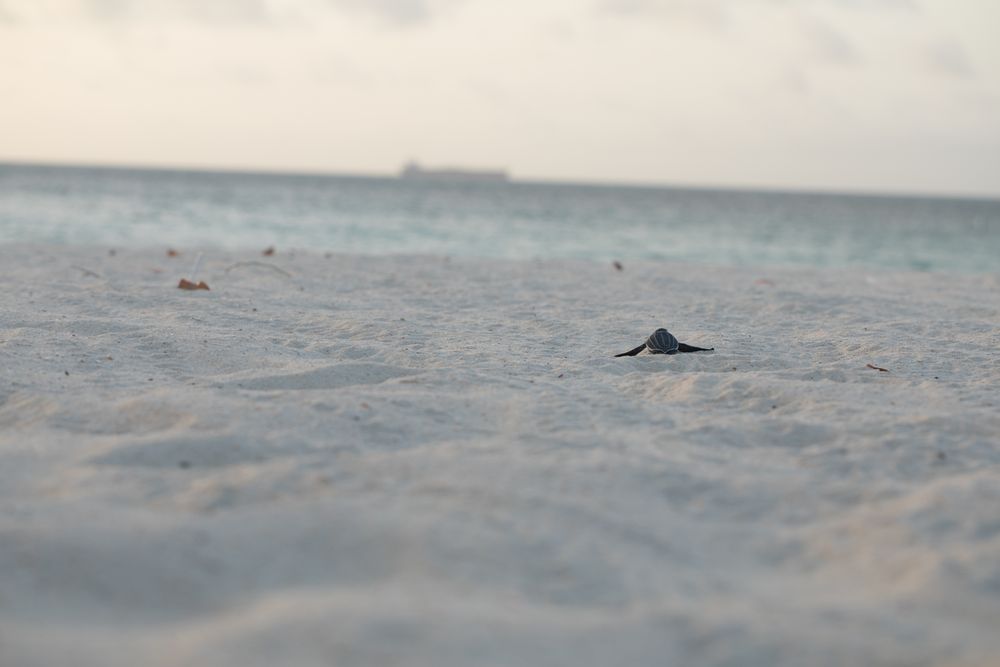 Baby turtle crawling on sand to water