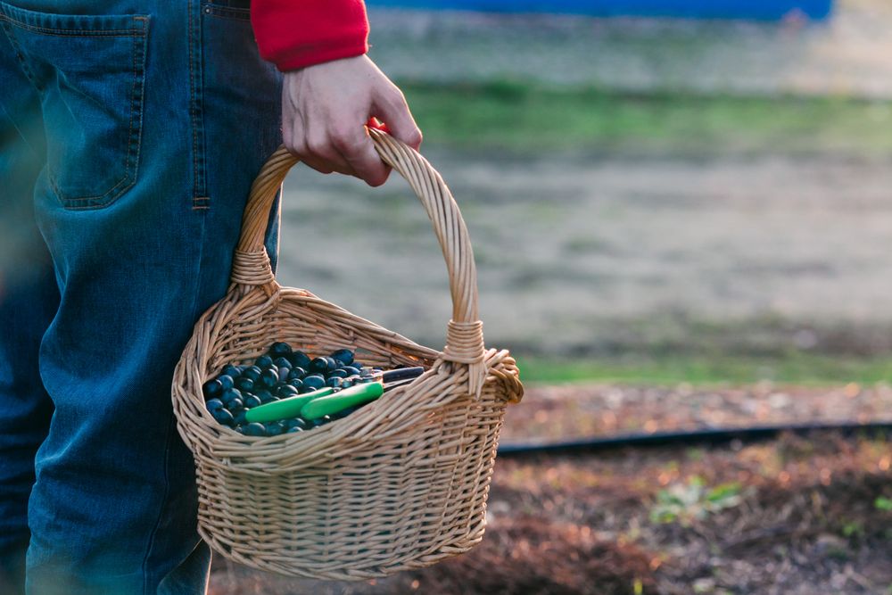 Crop farmer with basket of olives