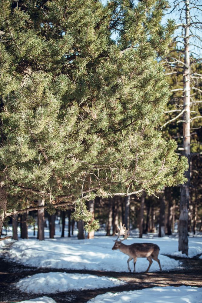 Noble deer near trees between snow