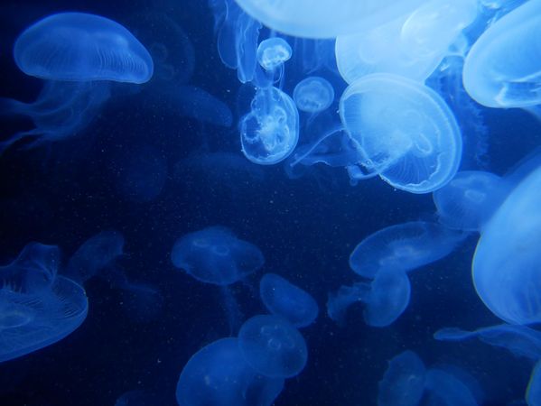 Underwater shot of blue jellyfish