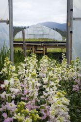Fresh flowers growing in front of greenhouse, vertical