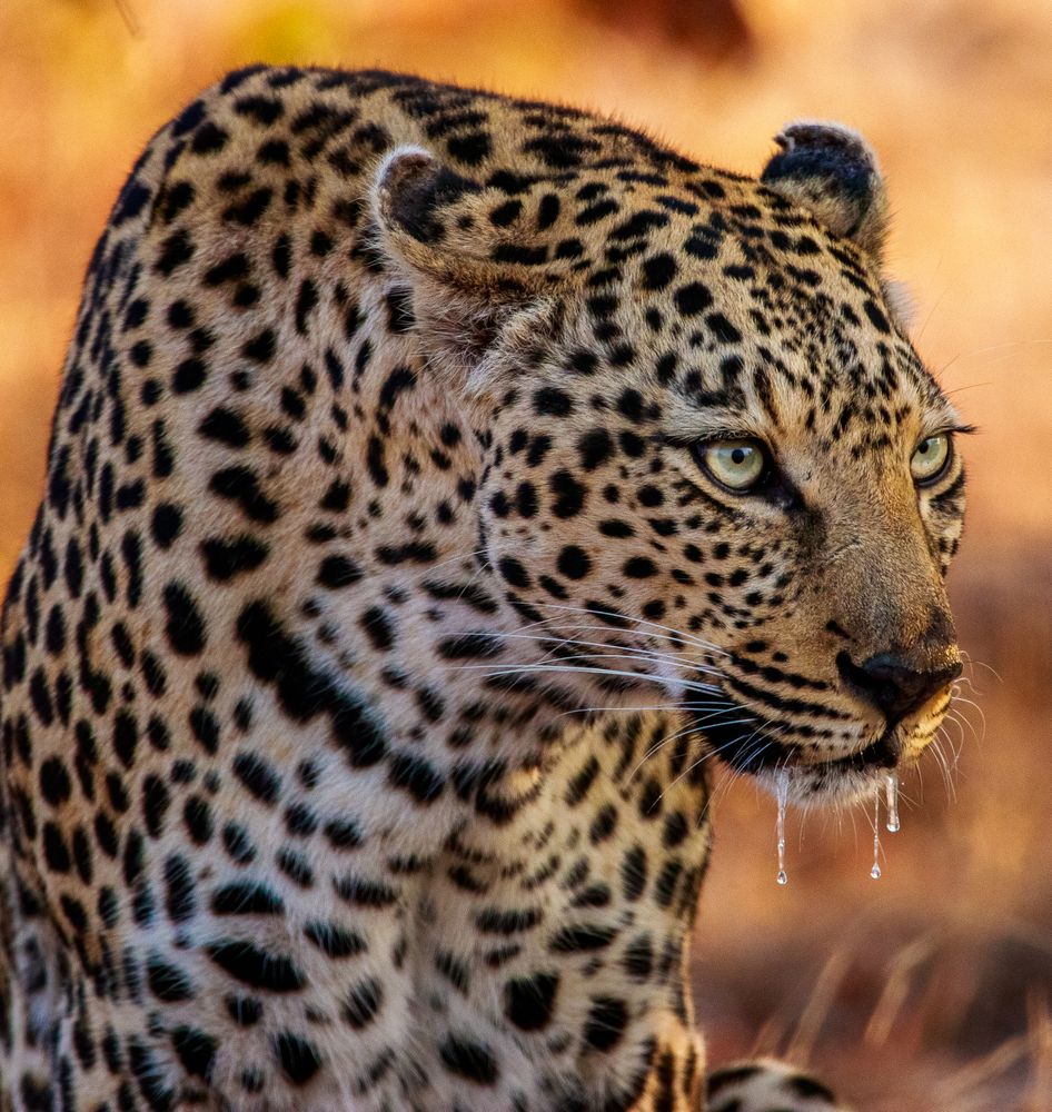 Portrait of leopard