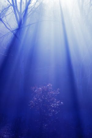 Blurred trees in forest