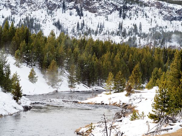 Icy Veins: Frozen River Meandering Through Yellowstone's Snowy Wilderness