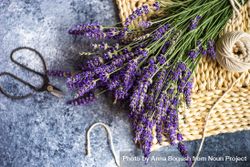 Fresh lavender flowers on rattan placemat with shears and string 4d876A