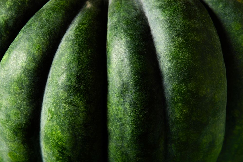 Close up of green pumpkin ridges