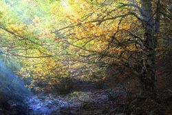 Beautiful tree on sunny day in autumn forest