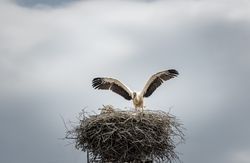 Stork in its nest