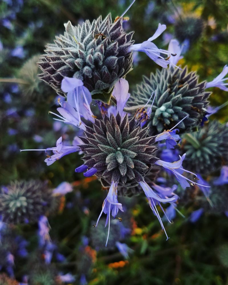 Blue sage blossom