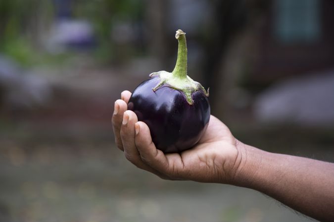A small eggplant in the farmer's hand with a shallow depth of field