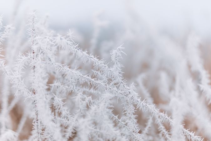 Thin branches with ice