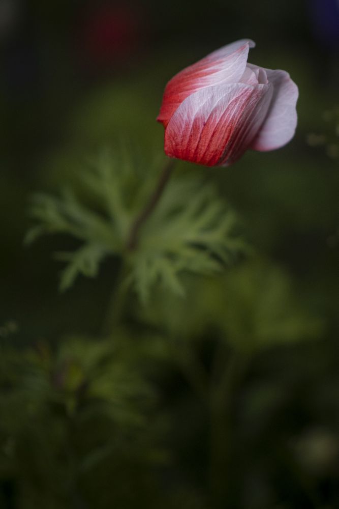 Copake, New York - May 19, 2022: Close up of side of red flower with light tips