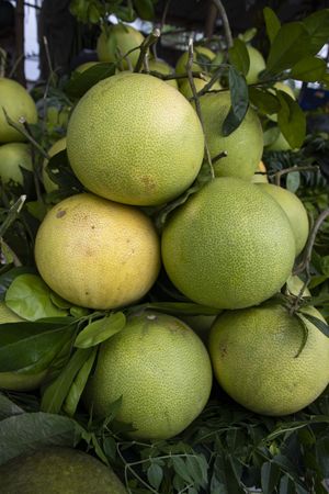 Fresh Fruits Green Pomelo (Citrus grandis) Displayed for sale in the Market of Bangladesh