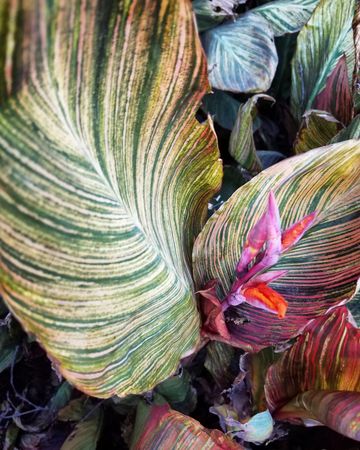 Large canna phasion leaves