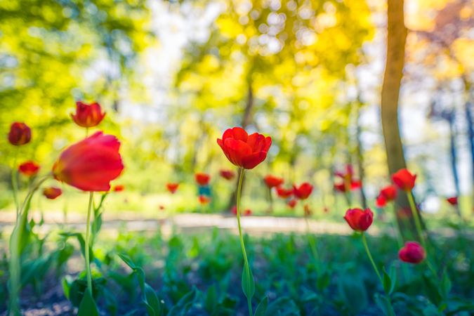 Beautiful red tulips growing wild in the forest