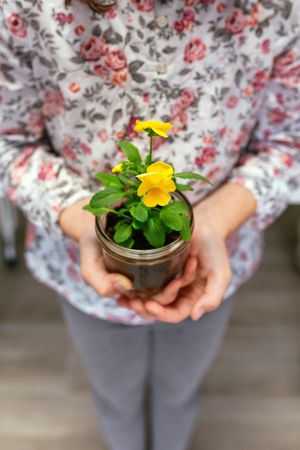 Unrecognizable young girl holding a pansy plant in her hands while showing to camera