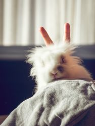 Faceless person showing rabbit ears gesture near rabbit
