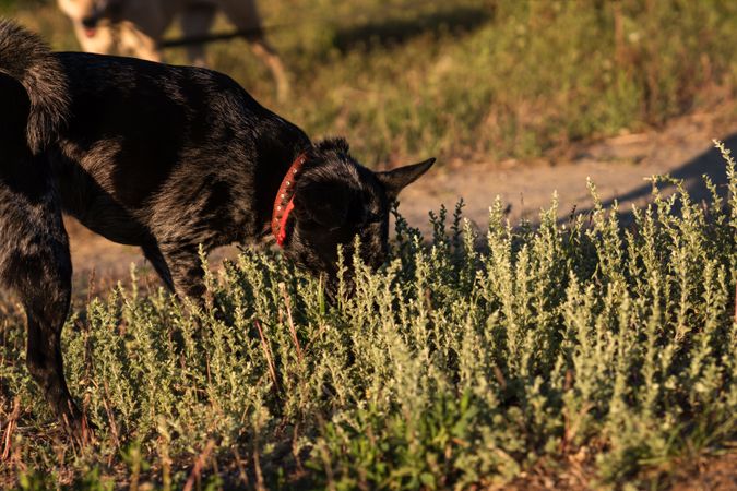 dog sniffing in lush greenery during sunset.