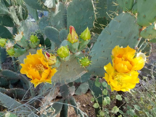 Cactus and pear blossoms, landscape