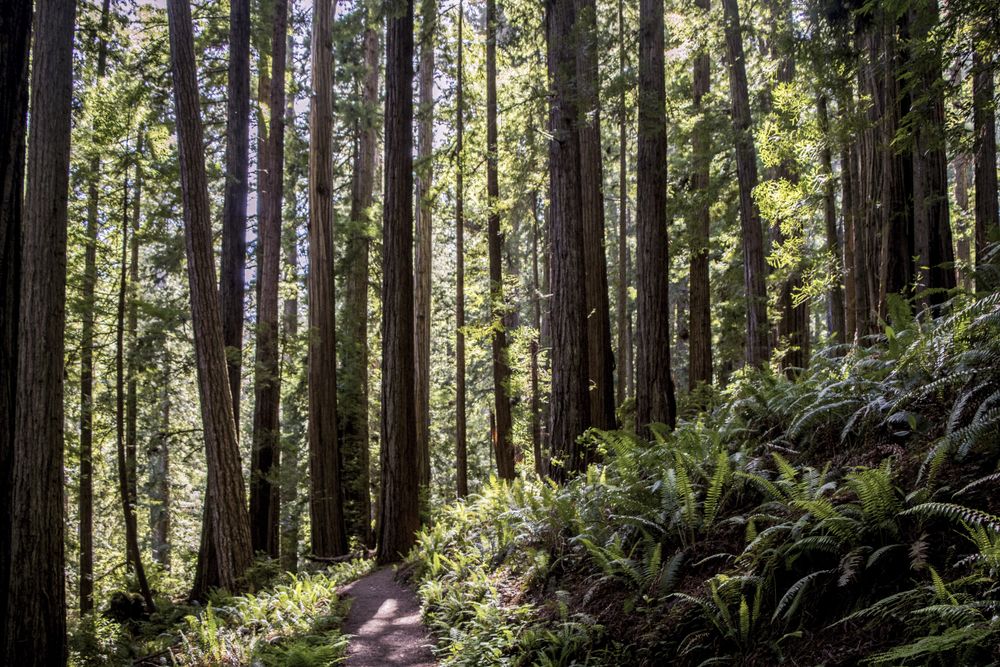 Narrow trail for walking in the sunny forest