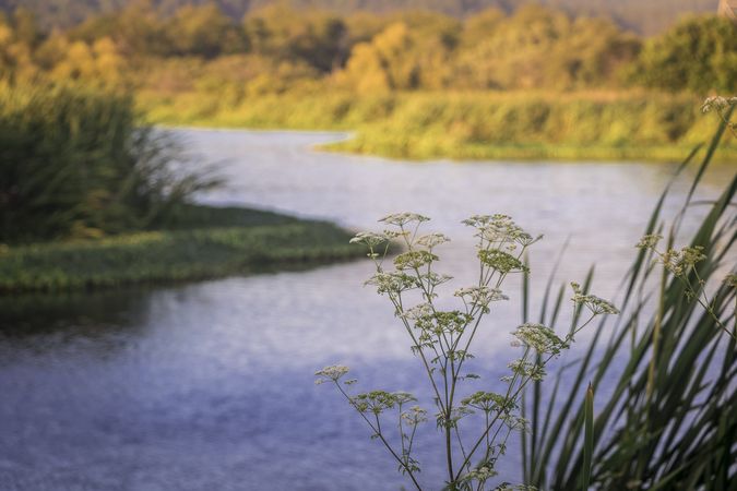 Plants in foreground of sunny river