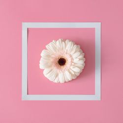 Flower with light frame on pink background