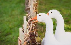 Goose biting a fence