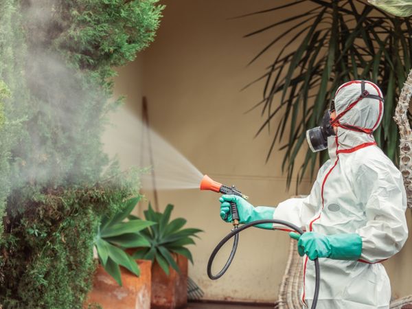 Fumigator in uniform spraying substance on garden