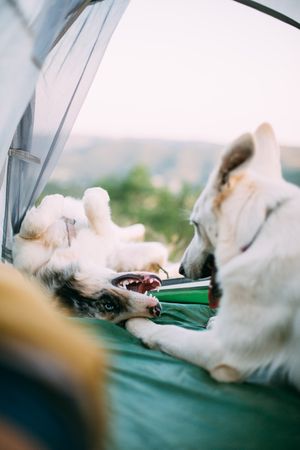 Dogs guarding tent with traveler