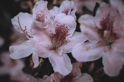 Close up of pink azalea flowers