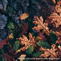 Fall Leaves Of Amber, Dark, Green, And Maroon - Free Photo (56D2db ...