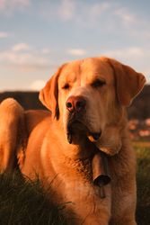 Dog between field and blue sky