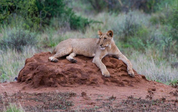 Brown lioness lying on brown ground