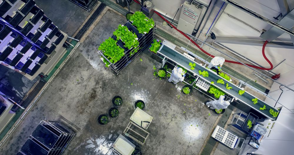 Top Down View on a Vertical Farm Employees Working on a Conveyor Belt. Conveyor Operators in White Uniform Taking Plants From a Rack, Arranging Salad Leaves, Sending Crops Produce for Packaging