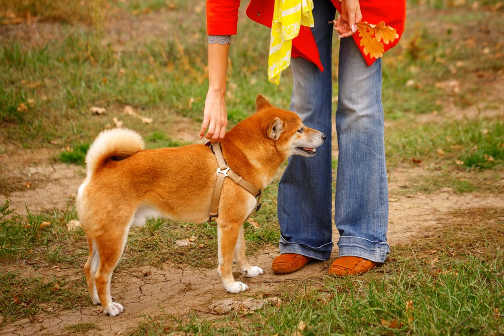 Female in red coat bending down to her dog in park