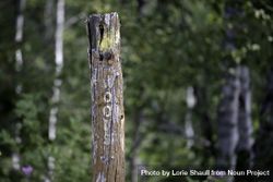 Faded Woods sign at Hawk Ridge Nature Reserve in Duluth, Minnesota 5lBrmb