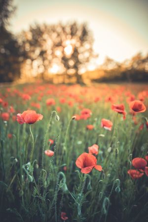 Beautiful red flowers with hazy light, vertical