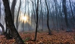 Sun coming through misty autumnal  forest