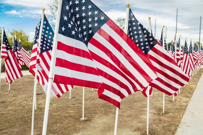 Field of Veterans Day American Flags Waving in the Breeze.