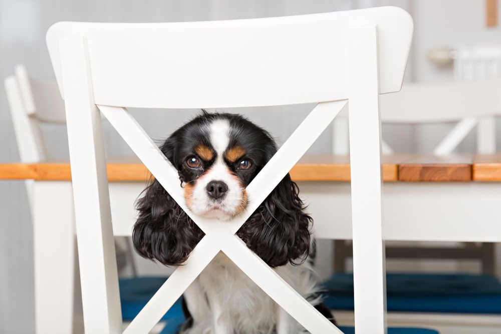 Cavalier spaniel on light chair in the kitchen