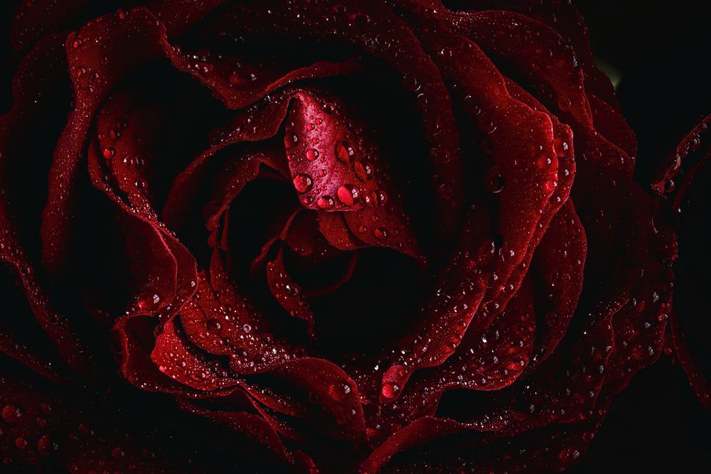 Red roses with dark background