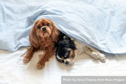 Two cavalier spaniels under the bedsheets 5XY7M4