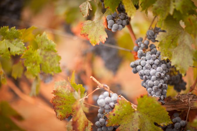Lush, Ripe Wine Grapes with Mist Drops on the Vine