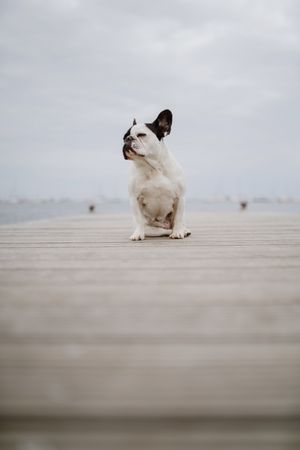 Cute dog on pier near sea